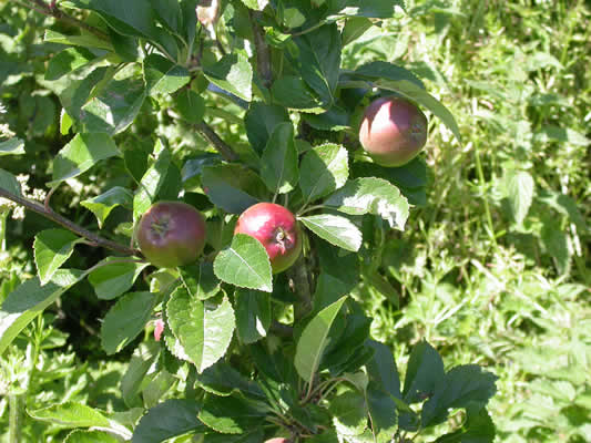 apples1 (1)