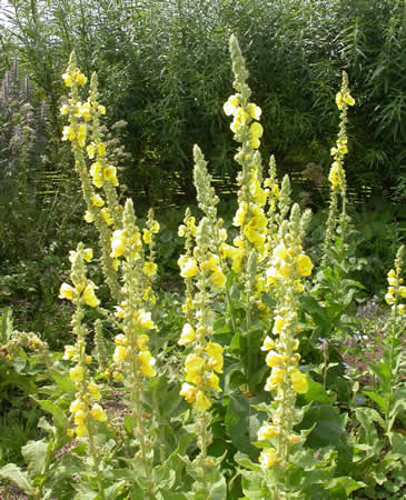mullein